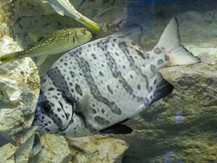 ishigakiishidai0805.jpg